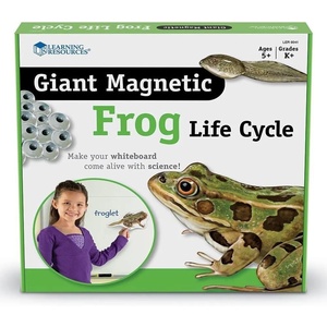 image:imageLearning Resources Giant Magnetic Frog Life Cycle
